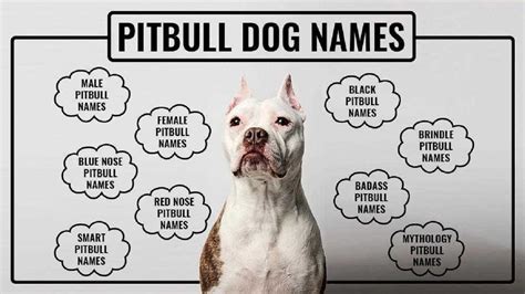 best pitbull dog names|real name for pitbull dog.